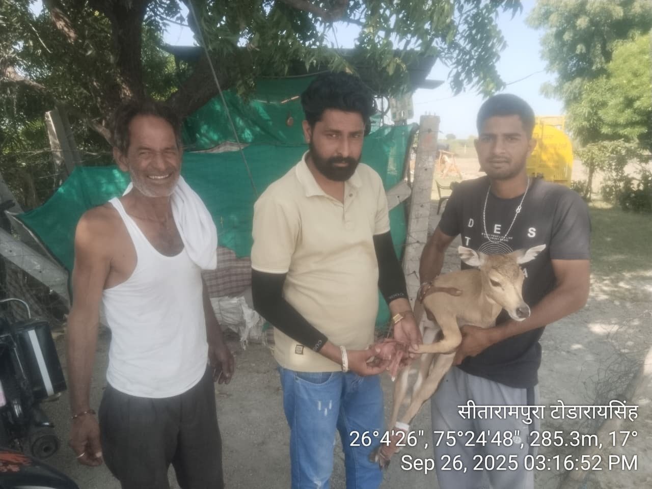 बाजरे की फसल कटाई के दौरान नीलगाय का बछड़ा घायल, वन विभाग ने किया रेस्क्यू