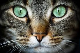 लखनऊ में अब बिल्ली पालने के लिए लाइसेंस अनिवार्य, ना होने पर लगेगा ₹1000 का जुर्माना