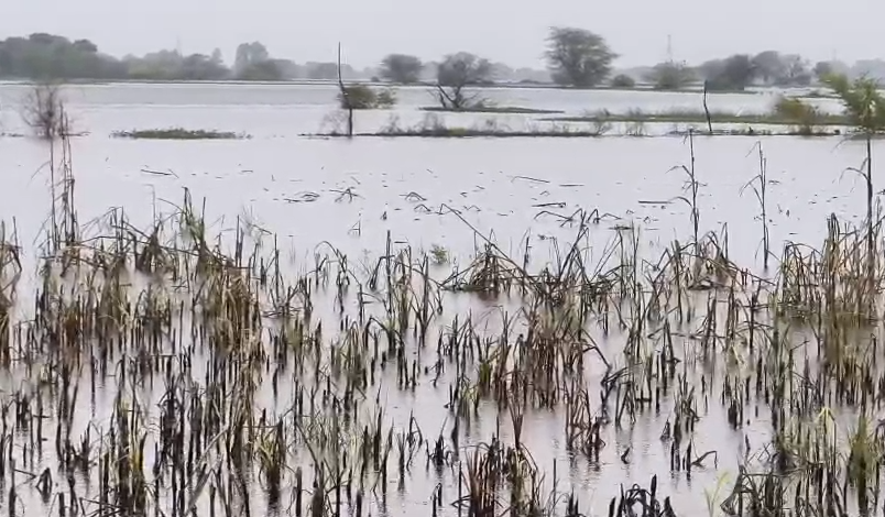 टोंक में किसानों पर दोहरी मार — खरीफ के बाद अब रबी की फसल पर संकट