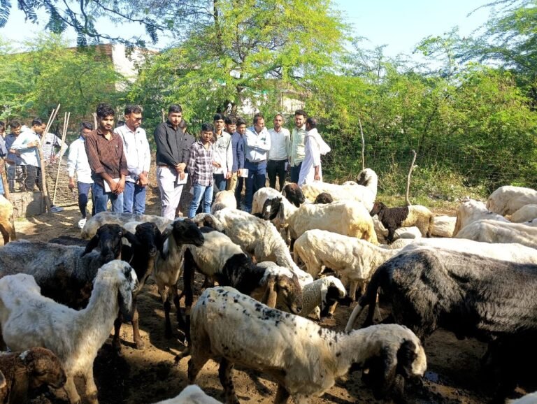 WhatsApp Image 2025 10 15 at 12.47.09 PM