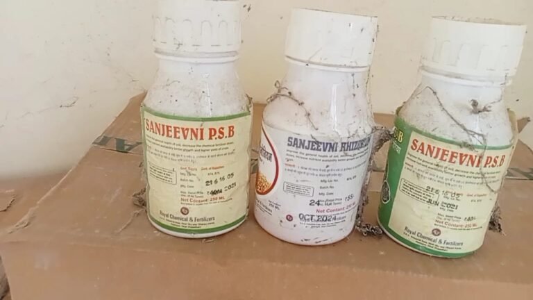 WhatsApp Image 2025 10 29 at 11.18.24 AM