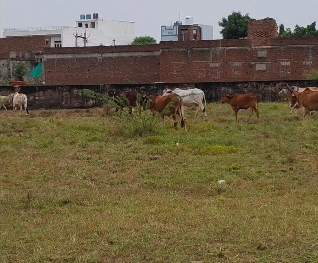 WhatsApp Image 2025 10 29 at 2.01.46 PM 1