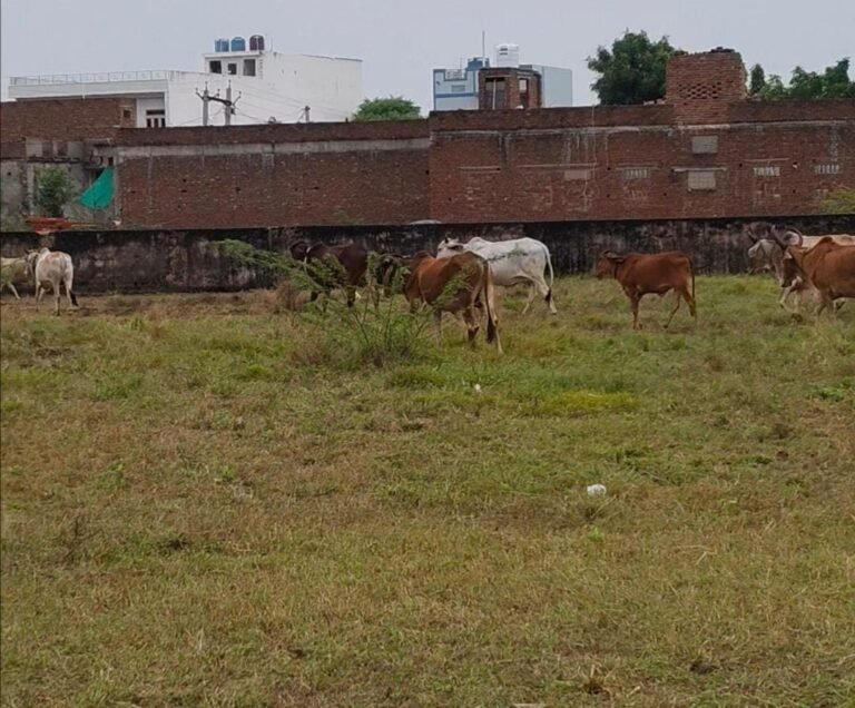 WhatsApp Image 2025 10 29 at 2.01.46 PM 1