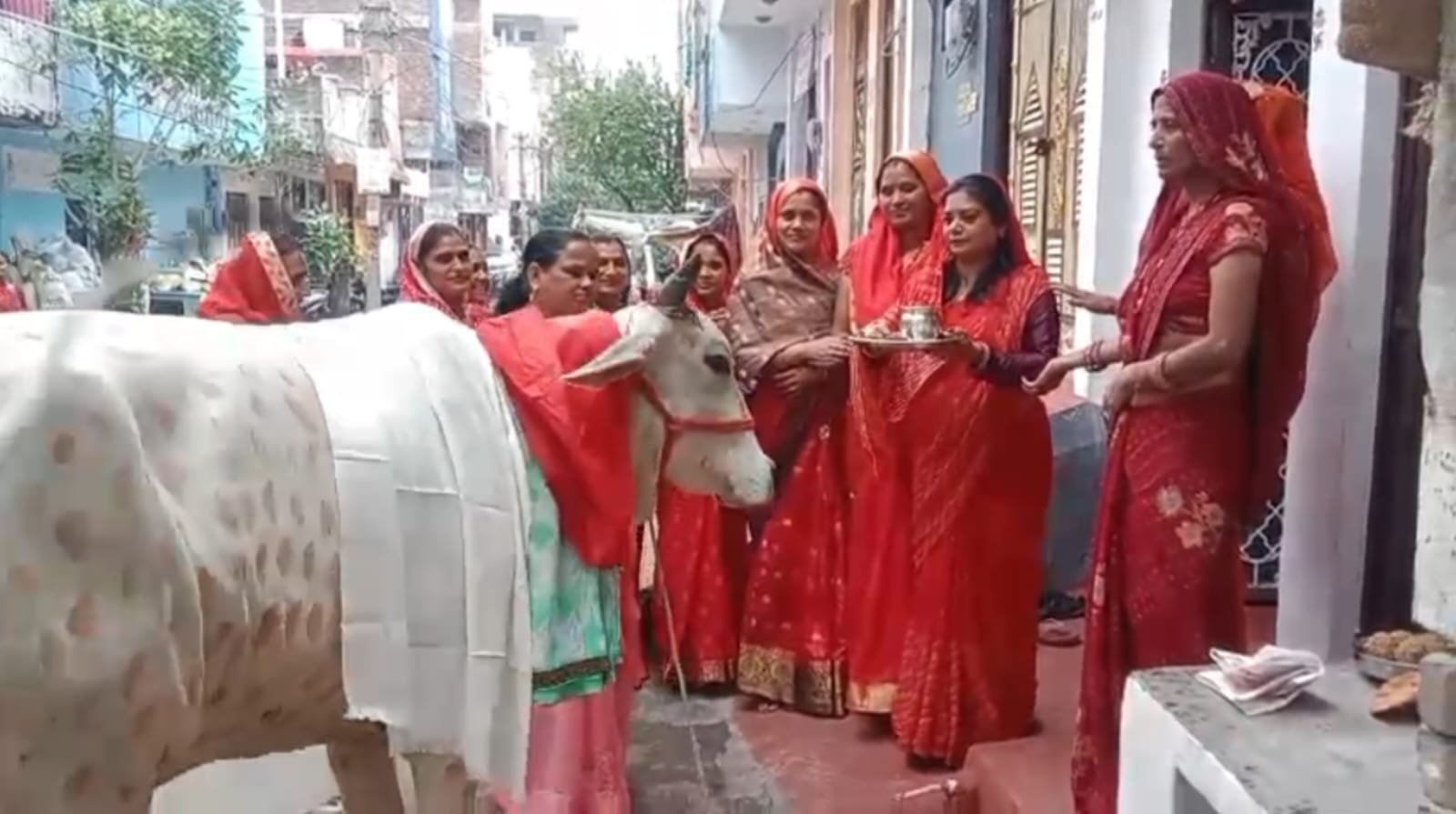 गोपाष्टमी पर भारतीय किसान संघ ने किया गौ पूजन, गायों को दलिया, गुड़ और हरा चारा खिलाया