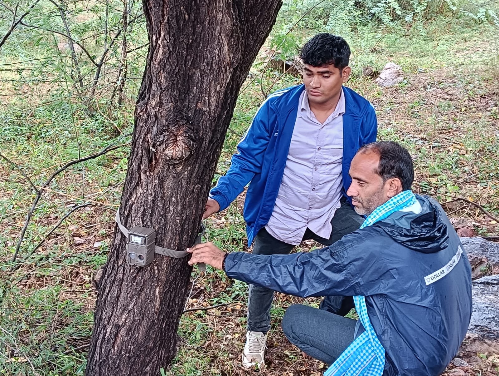 निवाई में बघेरे का आतंक, गांव बस्सी में किसान की बकरी का शिकार