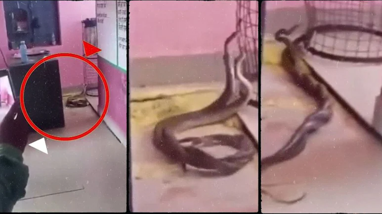 Gwalior School में नाग-नागिन का रोमांस! क्लासरूम में हुआ ऐसा नजारा कि बच्चों की निकल गई चीखें