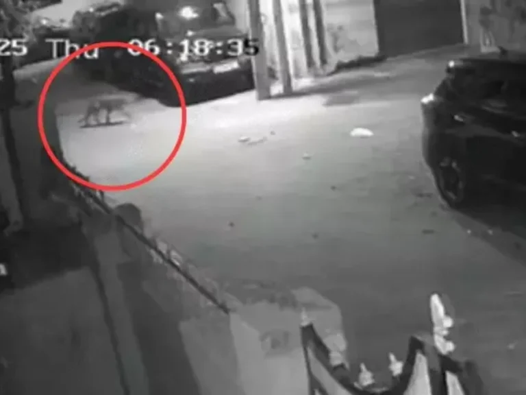 17 3 1764219999 ezgif.com resize