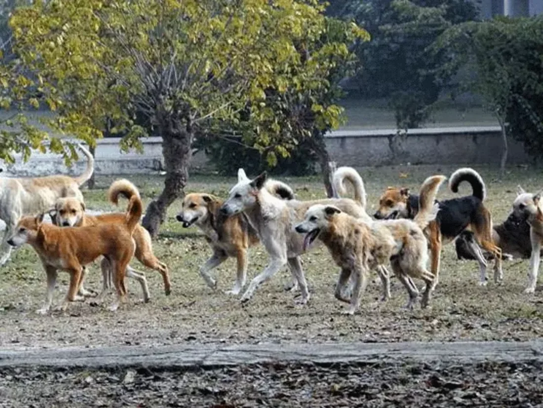 SC का बड़ा आदेश: स्कूल-कॉलेज और अस्पतालों से आवारा कुत्ते हटाएं, नसबंदी के बाद शेल्टर में रखें