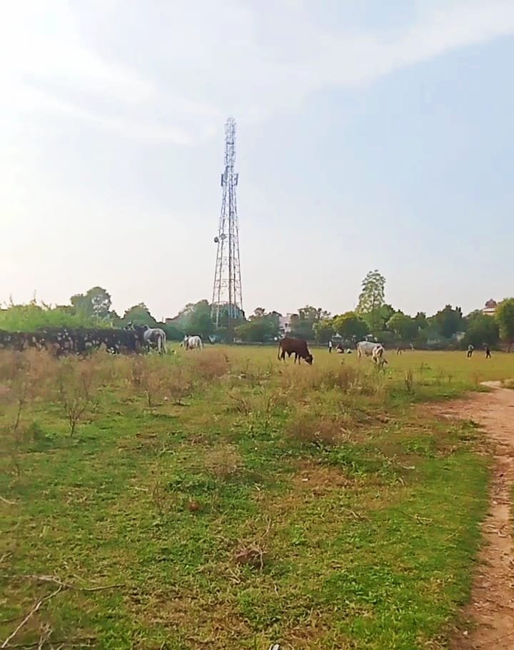 “एक पेड़ मां के नाम” अभियान बना औपचारिकता – टोरड़ी विद्यालय में सूखे पौधे, जिम्मेदारी गायब