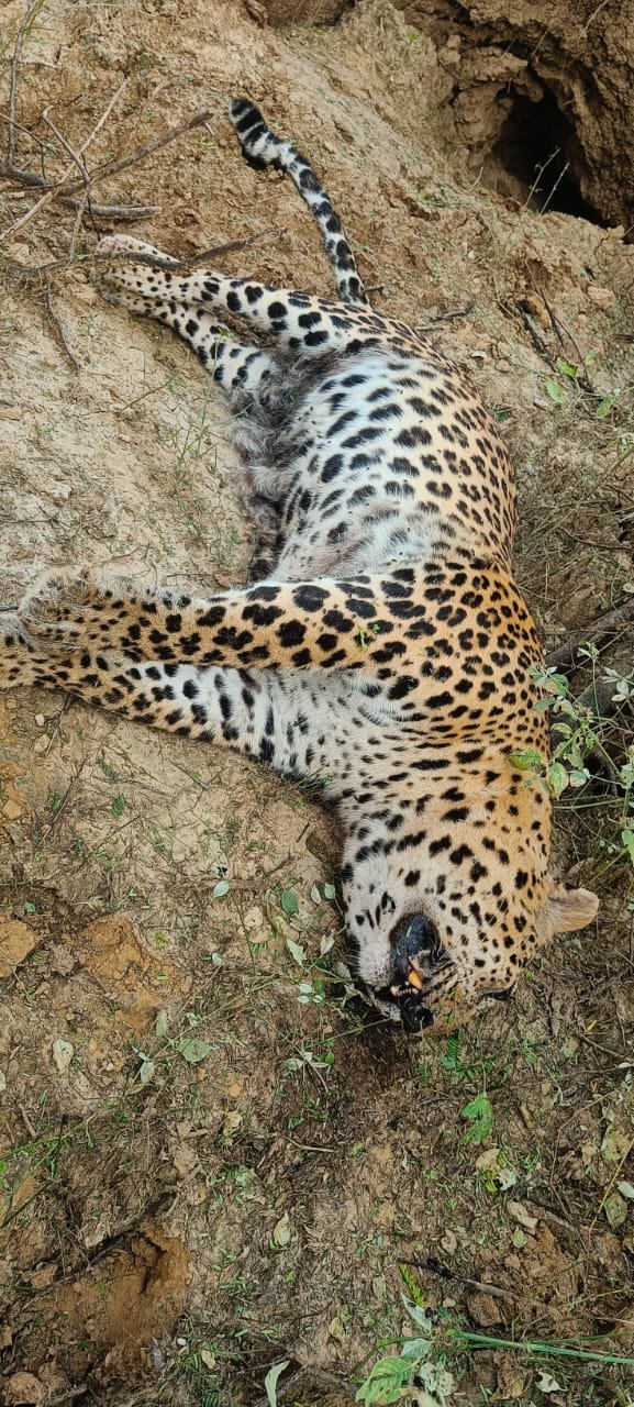 इटावा में चम्बल किनारे मिला पैंथर का शव