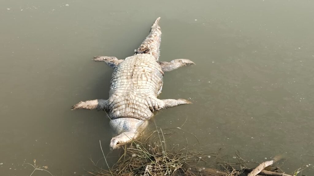 WhatsApp Image 2025 11 14 at 3.13.36 PM