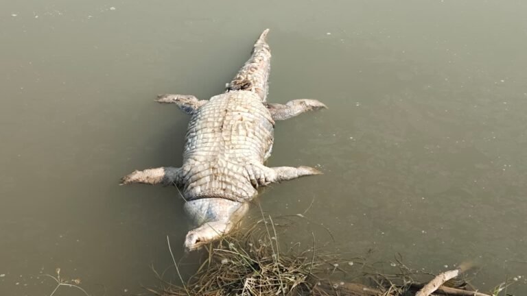 WhatsApp Image 2025 11 14 at 3.13.36 PM