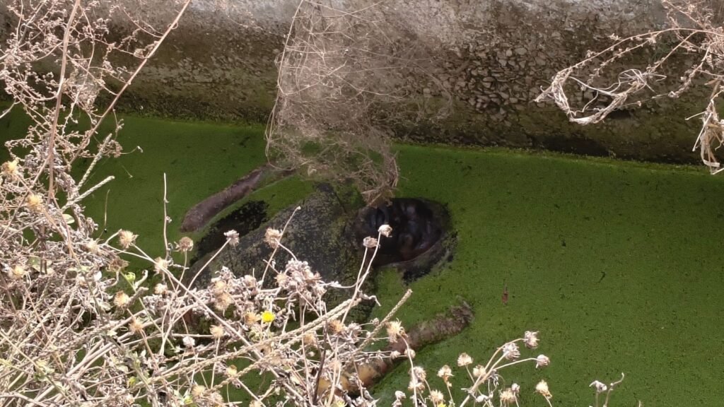 WhatsApp Image 2025 11 26 at 9.55.24 AM