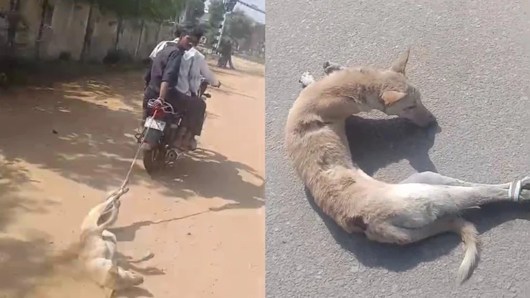 राजस्थान: कुत्ते के साथ अमानवीय बर्ताव, वीडियो देख फूट पड़ा लोगों का गुस्सा – जान बचाने वाले शख्स ने जीता दिल