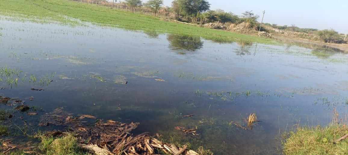 Bisalpur Pipeline Leakage: दूदू पेयजल पाइपलाइन फटने से किसान की गेहूं फसल डूबी, दो साल से भुगत रहा नुकसान