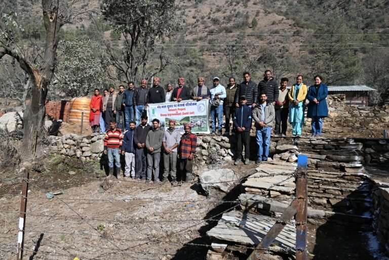 gaddi sheep conservation