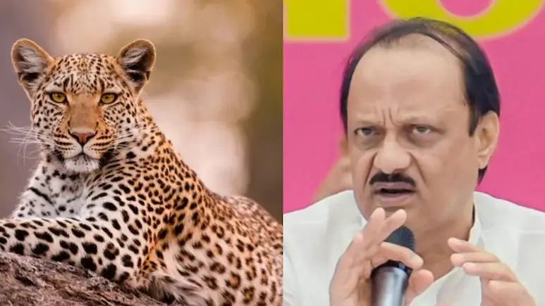 Maharashtra Leopard Attack Issue: जंगल में बकरियां छोड़ने के मंत्री के अजब सुझाव पर बवाल, अजित पवार ने बताया हास्यास्पद