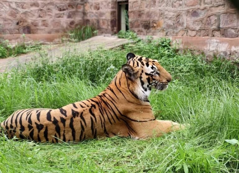 माचिया सफारी पार्क टाइगर एंथनी