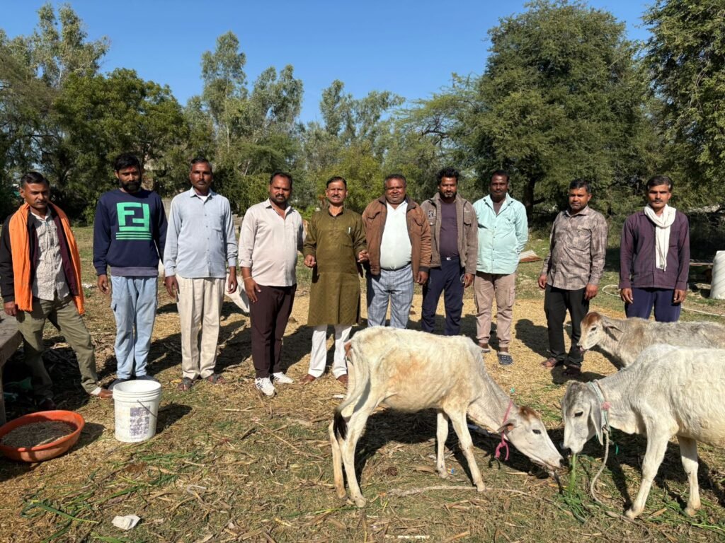 Mangrol Gaushala Seva Program