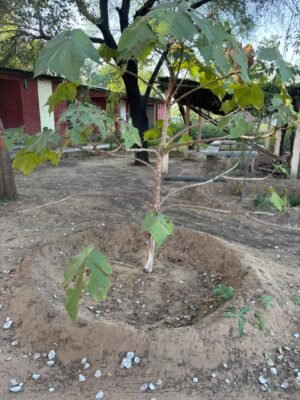 WhatsApp Image 2025 12 16 at 6.01.21 PM