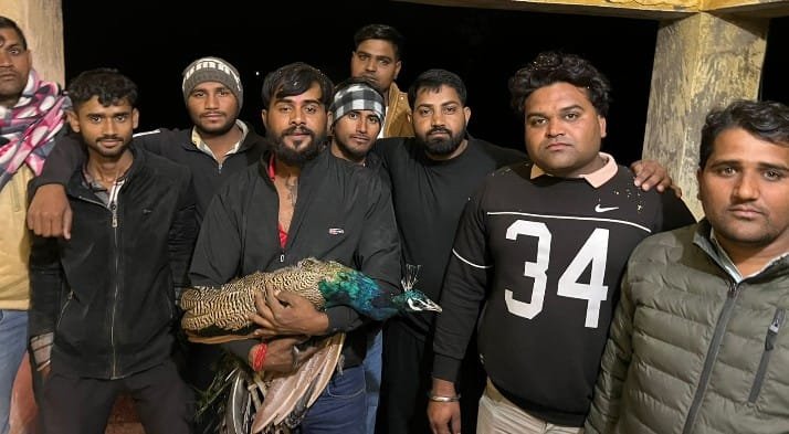 महवा कुएं में फंसा मोर रेस्क्यू: 150 फीट गहरे कुएं में 3 दिन से फंसे राष्ट्रीय पक्षी की गौ सेवक जीतू ने बचाई जान