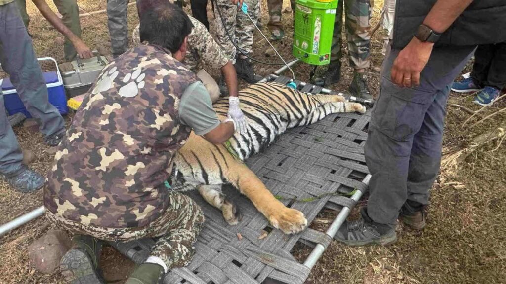 Tiger Rescue Operation