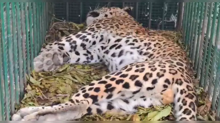 Ramgarh Vishdhari Panther Death: बूंदी टाइगर रिजर्व में पैंथर की संदिग्ध मौत, वन विभाग जांच में जुटा