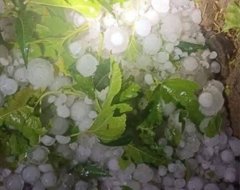 खण्डार ओलावृष्टि तबाही