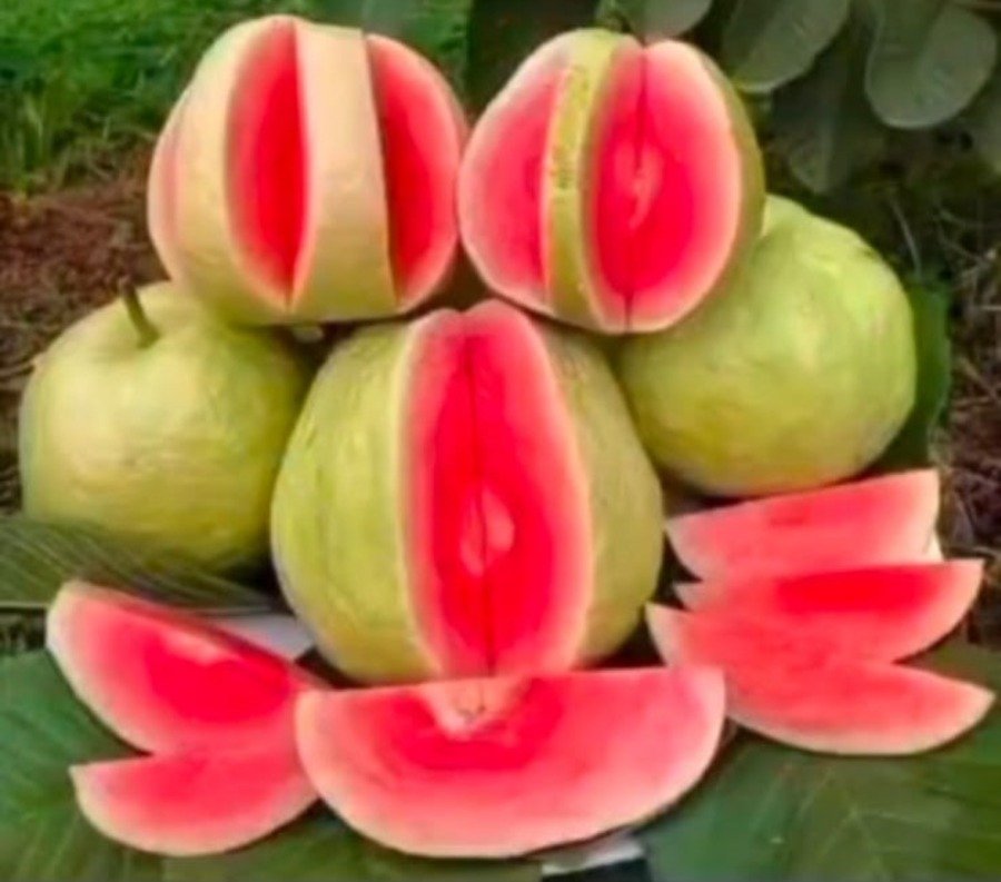 Guava Festival Rajasthan: सवाई माधोपुर में पहली बार अमरूद महोत्सव का आगाज, उन्नत किस्में, वैज्ञानिक मार्गदर्शन और स्वाद का उत्सव