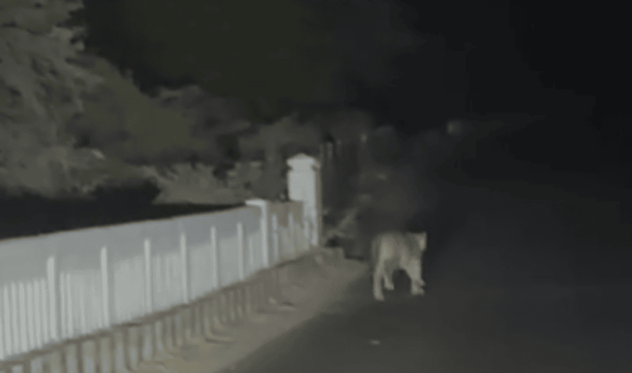 दांतीवाड़ा रेंज फॉरेस्ट में तेंदुआ दिखा: बनास नदी पुल के पास देर रात मूवमेंट, ग्रामीणों में दहशत का माहौल