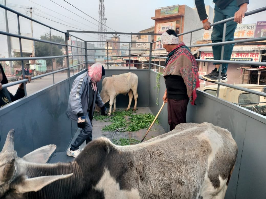 भोपालगढ़ में आवारा पशु अभियान शुरू: नगर पालिका की बड़ी कार्रवाई, सड़कों से हटेंगे सांड और गोवंश