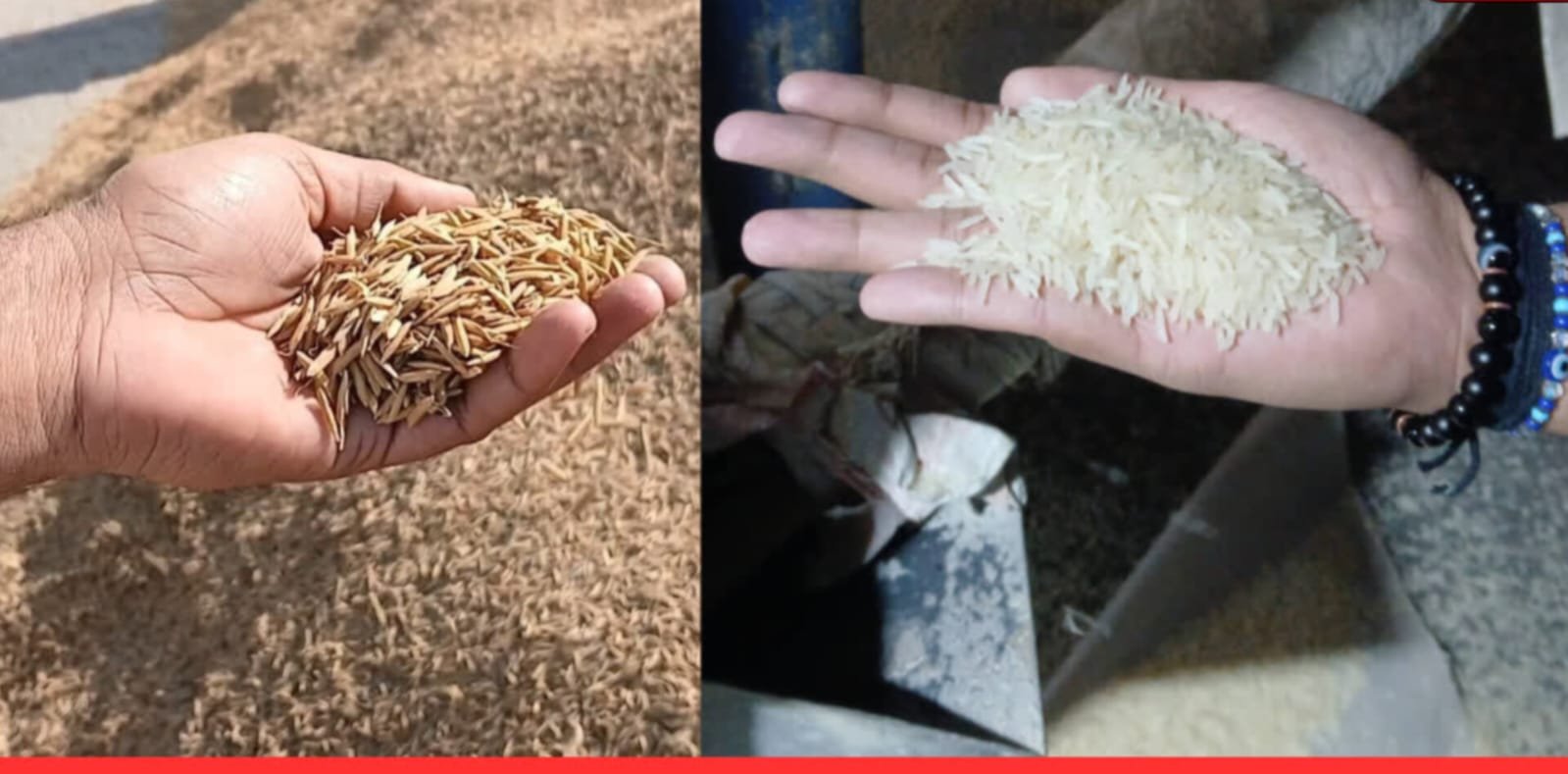 चावल एक्सपोर्ट पर संकट: USA–ईरान तनाव से थमा निर्यात, गिरते दामों ने किसान से मिलर्स तक बढ़ाई चिंता