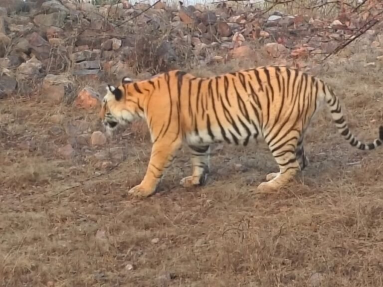 टाइगर सफारी