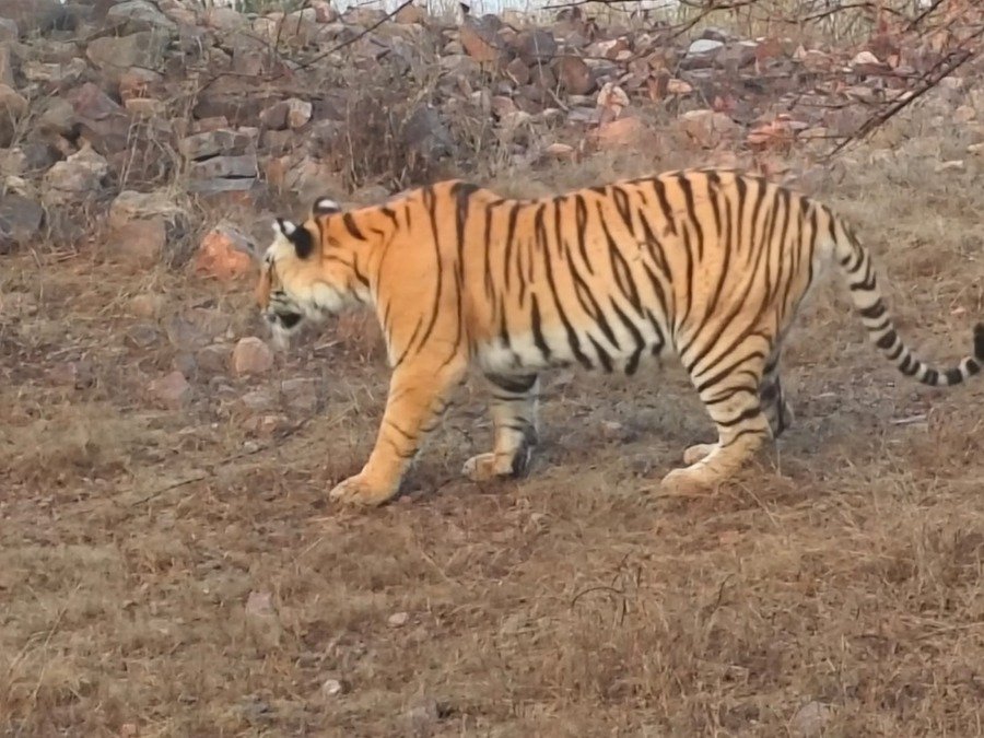 टाइगर सफारी मोबाइल प्रतिबंध: रणथंभौर टाइगर रिजर्व में सफारी के दौरान मोबाइल फोन पर पूर्ण रोक, वन विभाग सख्त
