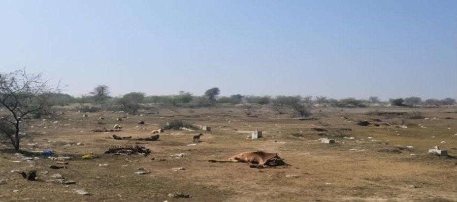 डिग्गी चरागाह कचरा डंपिंग ग्राउंड में तब्दील: गोवंश की मौत, प्रशासनिक लापरवाही से बढ़ा जनस्वास्थ्य संकट