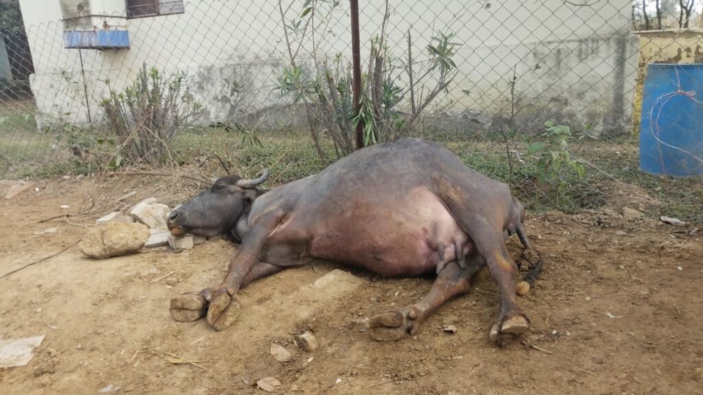 भैंस की मौत